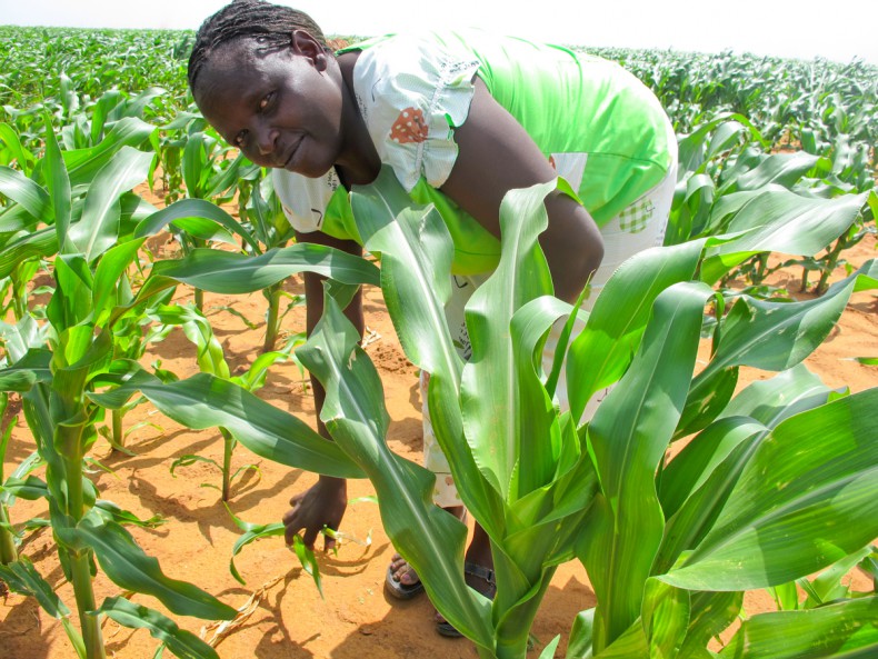 MYCOTOXINS NI MOJA YA CHANGAMOTO KATIKA UZALISHAJI KUKU